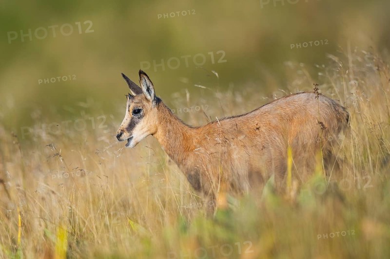 Chamois (Rupicapra rupicapra) youngster on a meadow in the Vosges Mountains, wildlife, France