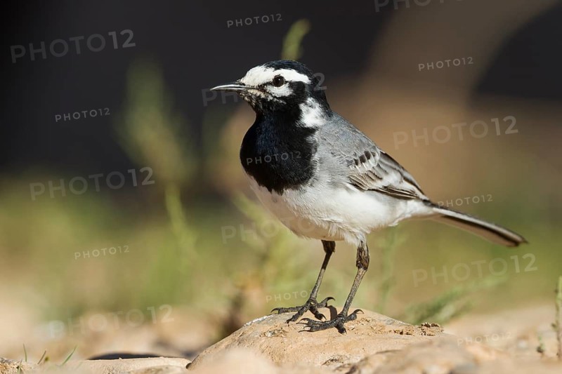 Moroccon Wagtail - Bachstelze - Motacilla alba ssp. subpersonata, Morocco