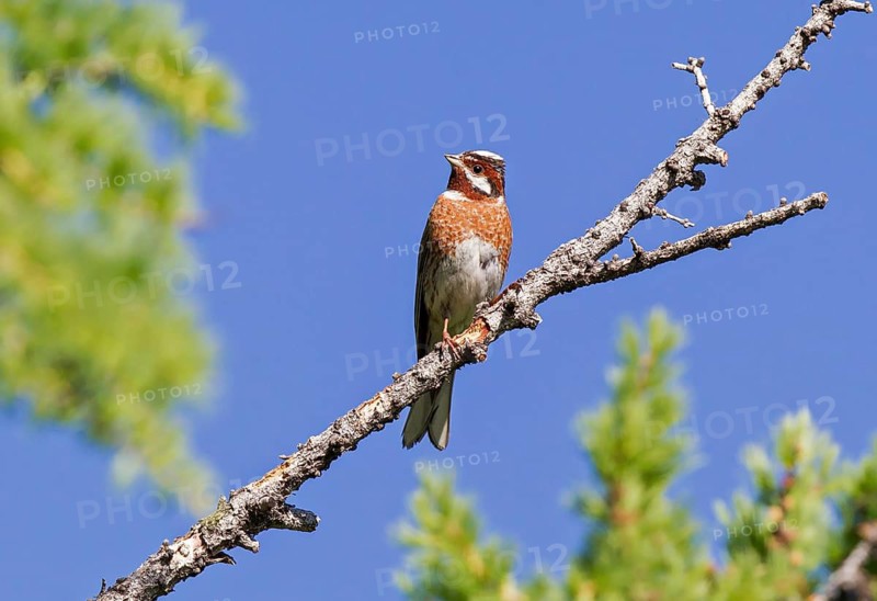 Pine Bunting (Emberiza leucocephalos) male, Huvsgol, Mongolia