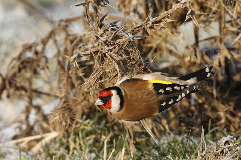 European Goldfinch (Carduelis carduelis), Lower Saxony, Germany