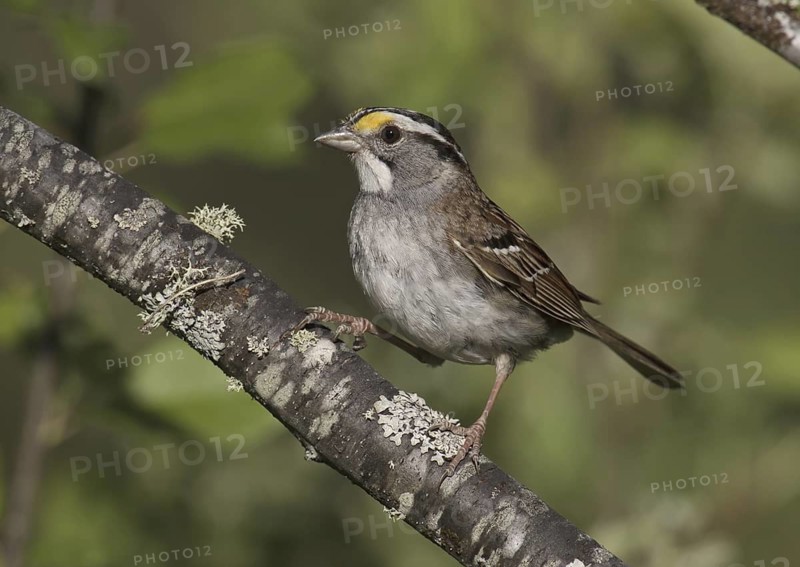 White-throated Sparrow (Zonotrichia albicollis), Michigan, USA