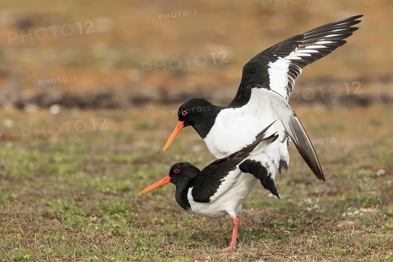 Eurasian Oystercatcher (Haematopus ostralegus) pair mating, Oeland, Sweden