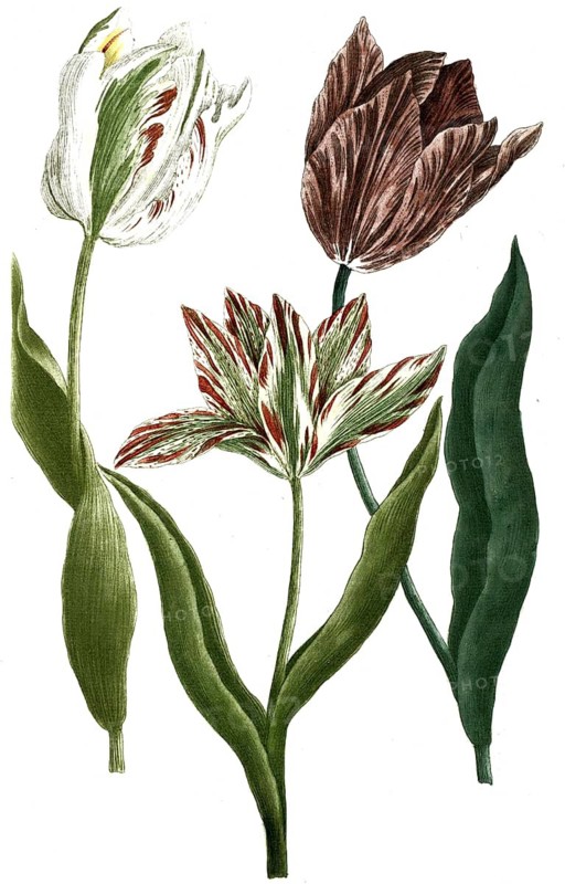 Botany, plants, Tulipa monstrosa ex albo, colore violaceo, luteo rubro
