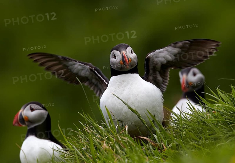 Atlantic Puffin (Fratercula arctica) group perched on cliff, Kalsoy, Faroe Islands