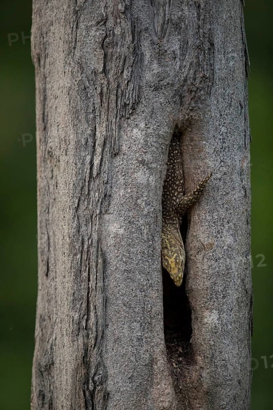 Juvenile banded monitor lizard (Varanus salvator), Khiri Khan, Hua Hin, Kui Buri National Park, Thailand