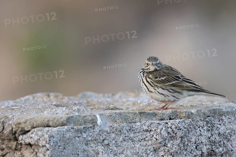 Meadow Pipit - Wiesenpieper - Anthus pratensis, Spain