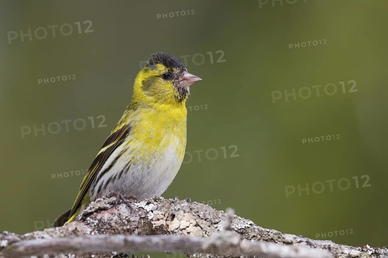 Eurasian Siskin - Erlenzeisig - Carduelis spinus, 2nd cy male, Germany