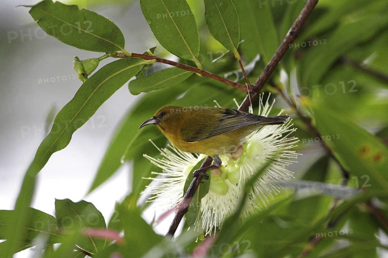 Oahu Amakihi, Chlorodrepanis flava, Hawaiian Honeycreeper