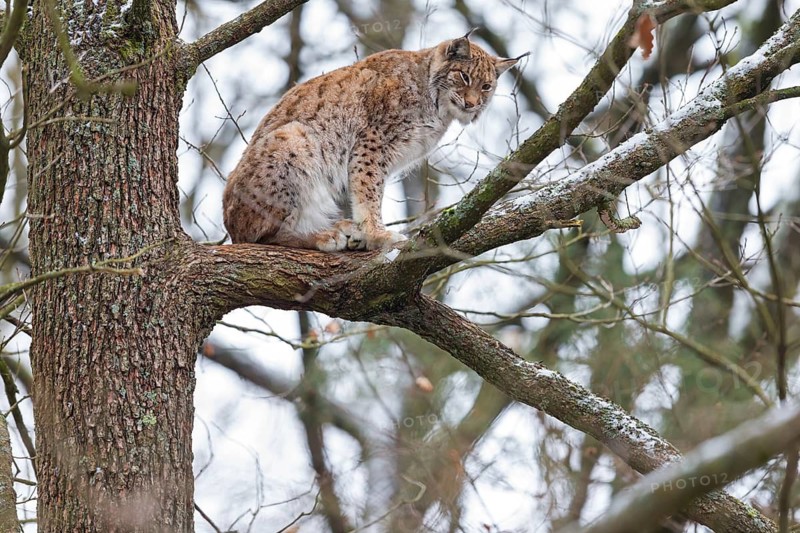 Eurasian Lynx, Eurasian Lynx, (Lynx lynx), animals, mammals, portrait, Kaiserslautern Wildlife Park, Kaiserslautern, Rhineland-Palatinate, Federal Republic of Germany