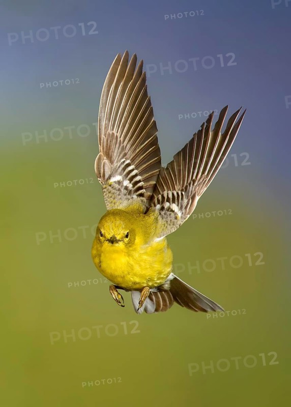 Pine Warbler (Setophaga pinus) male flying, Texas, USA