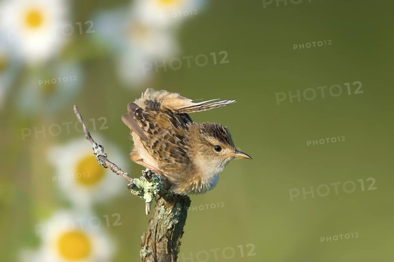 Sedge Wren Cistothorus platensis McGregor. Aitkin County, Minnesota, United States 28 June Adult Troglodytidae