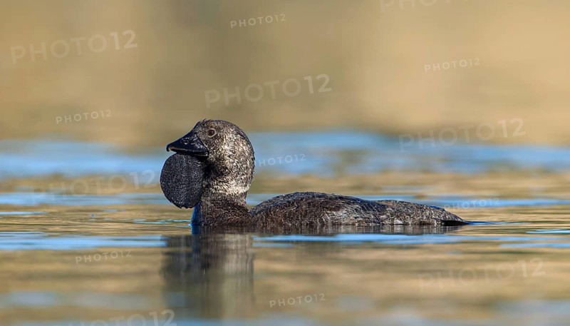 Musk Duck (Biziura lobata) male, Victoria, Australia