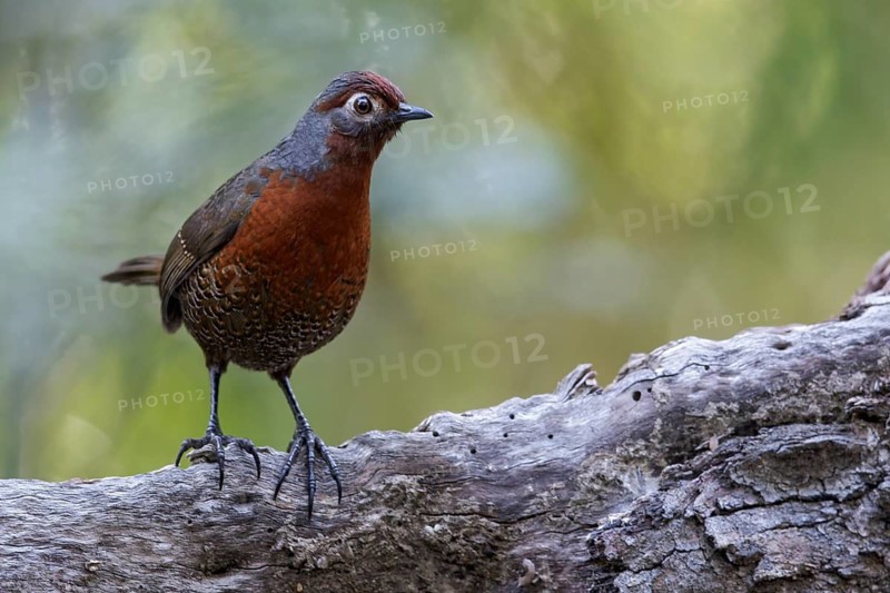 Chestnut-throated Huet-huet (Pteroptochos castaneus) perched on a branch in Chile