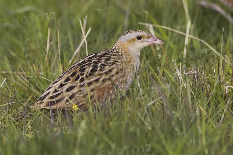 Corn Crake (Crex crex), Scotland, United Kingdom