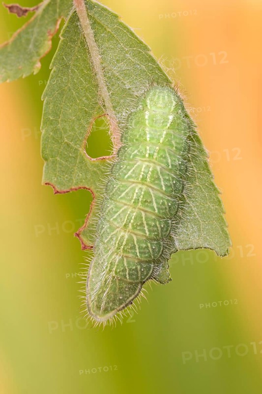 Die erwachsene Raupe des Nierenfleck-Zipfelfalter (Thecla betulae)