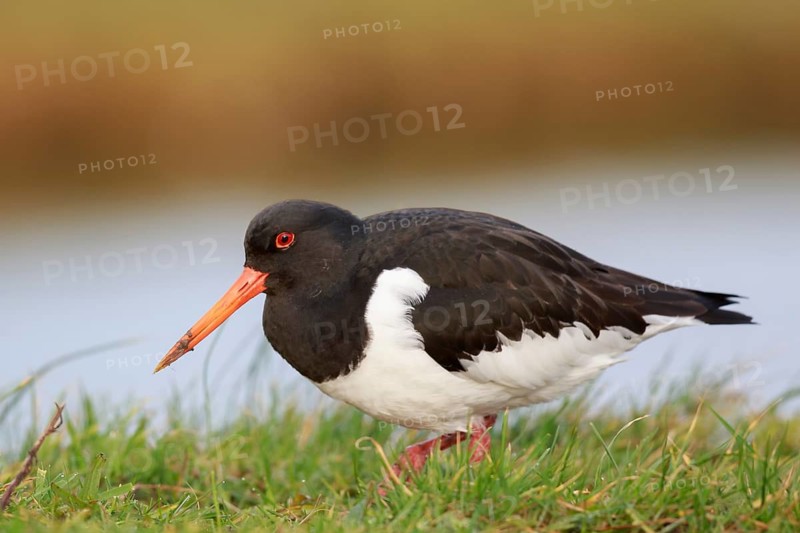 Eurasian Oystercatcher (Haematopus ostralegus), Netherlands