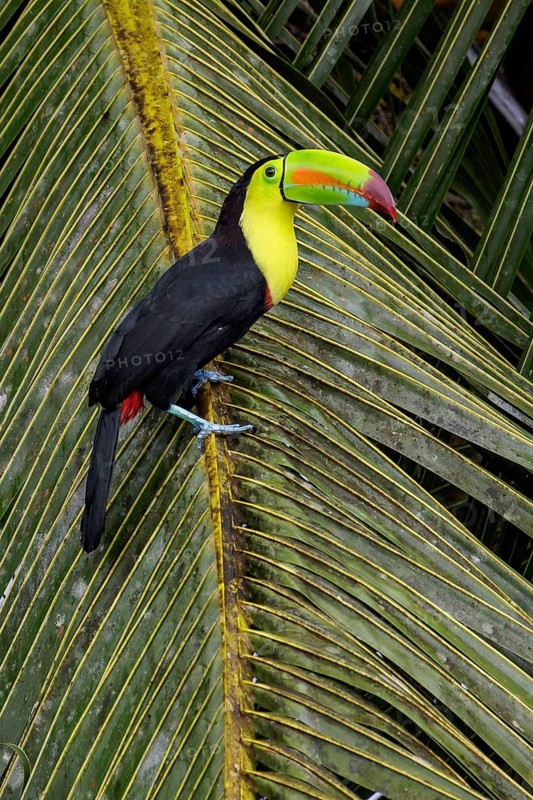 Keel-billed Toucan (Ramphastos sulfuratus) perched on a branch in Costa Rica