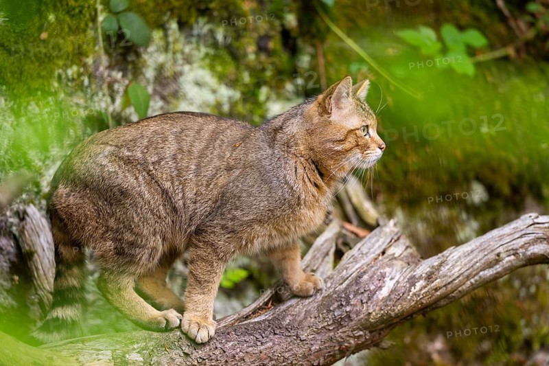 European wildcat (Felis silvestris silvestris) standing in a forest, Bavaria, Germany