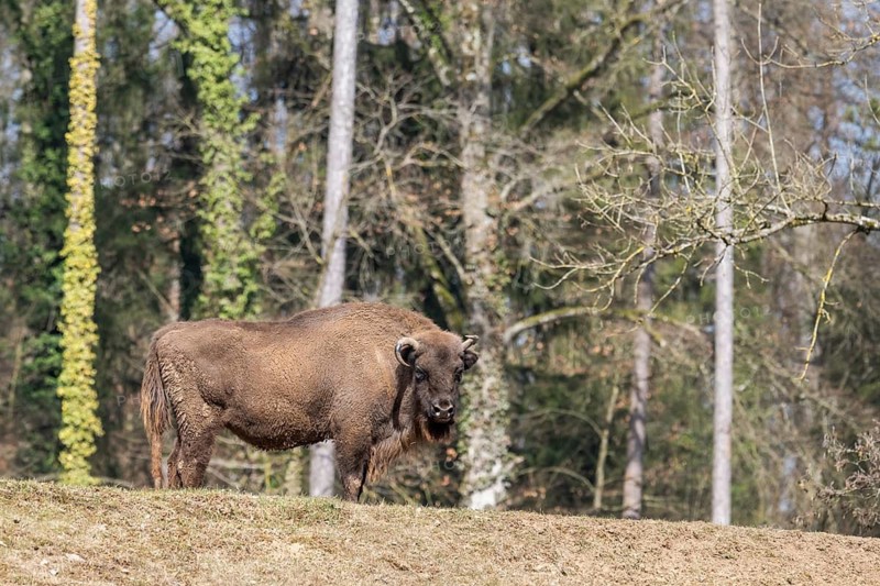 European bison (Bison bonasus) on a meadow, Bavaria, Germany