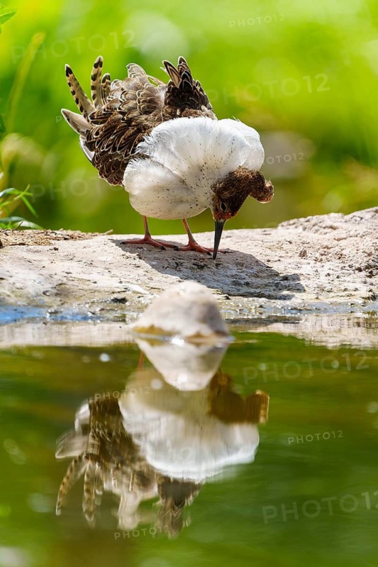 A bird stands by the water and looks at its reflection, ruff (Calidris pugnax, Syn.: Philomachus pugnax), courtship display, France