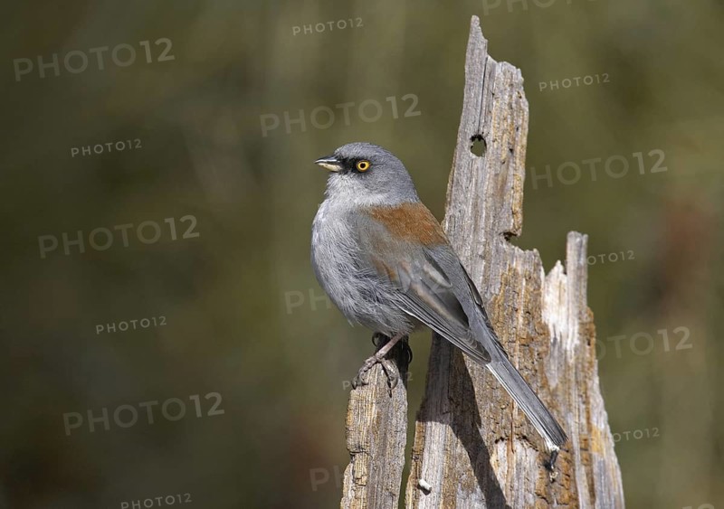 Yellow-eyed Junco (Junco phaeonotus), Arizona, USA