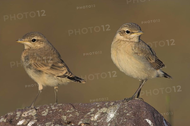 Isabelline Wheatear (Oenanthe isabellina), Lesvos, Greece
