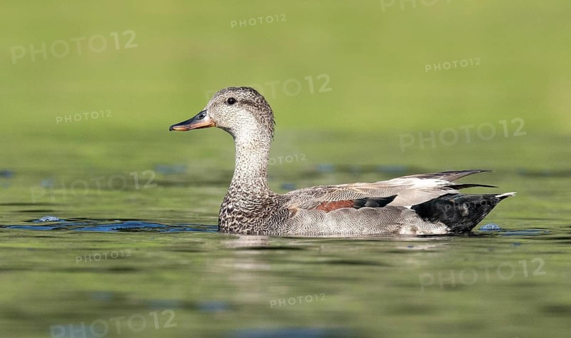 Gadwall (Mareca strepera), British Columbia, Canada