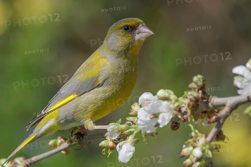A male greenfinch (Carduelis cloris) sitting on a flowering branch in spring, Baden-Württemberg, Germany