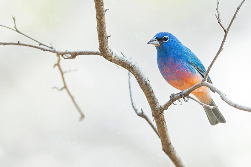Rose-bellied Bunting (Passerina rositae) perched on a branch in Oaxaca, Mexico
