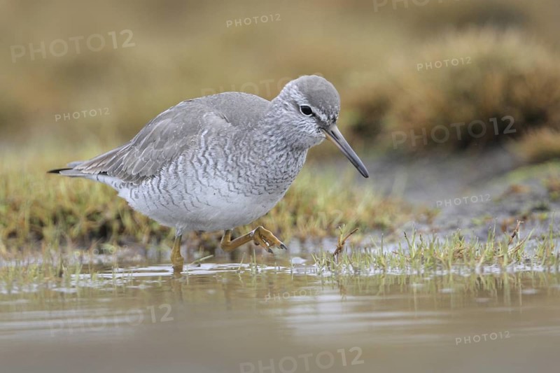 Grey-tailed Tattler (Tringa brevipes), Alaska, USA