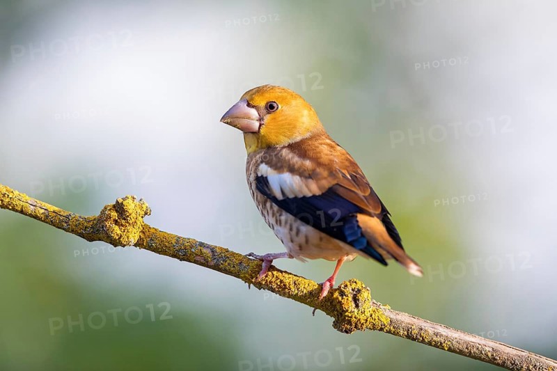 A hawfinch (Coccothraustes coccothraustes), Rhine-Palatinate district, Tiszaalp-r, Kiskuns-gi National Park, B-cs-Kiskun, Hungary