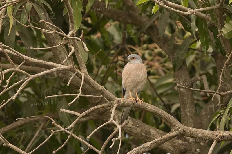 Shikra (Accipiter badius), Gambia
