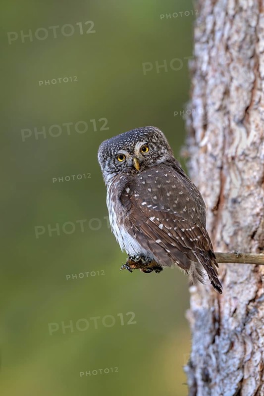 Pygmy Owl (Glaucicium passerinum), sitting on the branch of a tree, Pirchner Ast, Schwaz, Tyrol, Austria