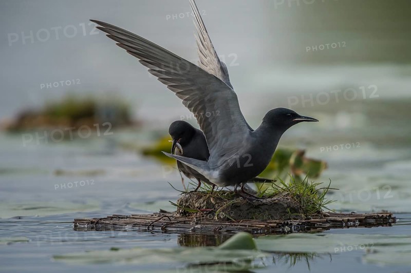 Black Tern (Chlidonias niger) displaying, Schleswig-Holstein, Germany