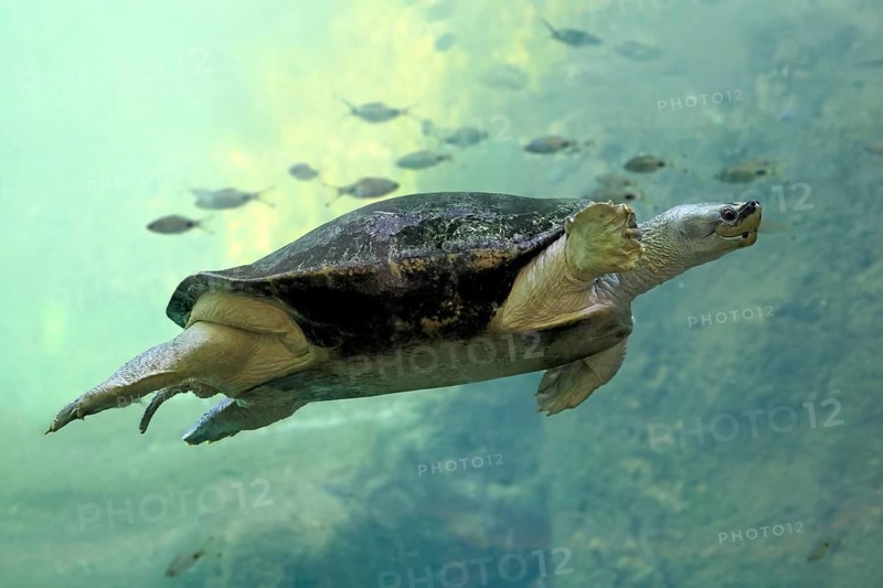 Burmese Roofed Turtle (Batagur trivittata), adult, in water, swimming, Myanmar, Asia, captive