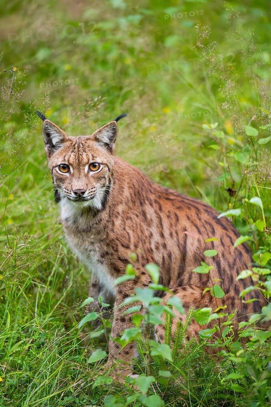 Eurasian lynx (Lynx lynx) in the middle of bushes in summer, Bavaria, Germany