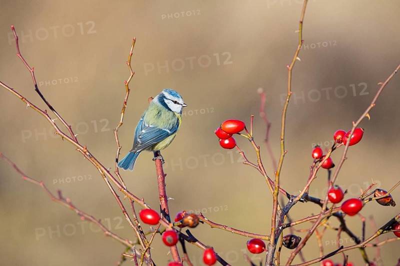 Blue tit (Parus caeruleus) Germany
