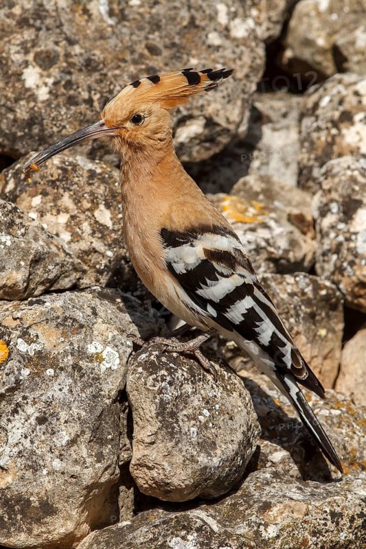 Eurasian Hoopoe (Upupa epops), perched with food on beak, Castile-La Mancha, Spain