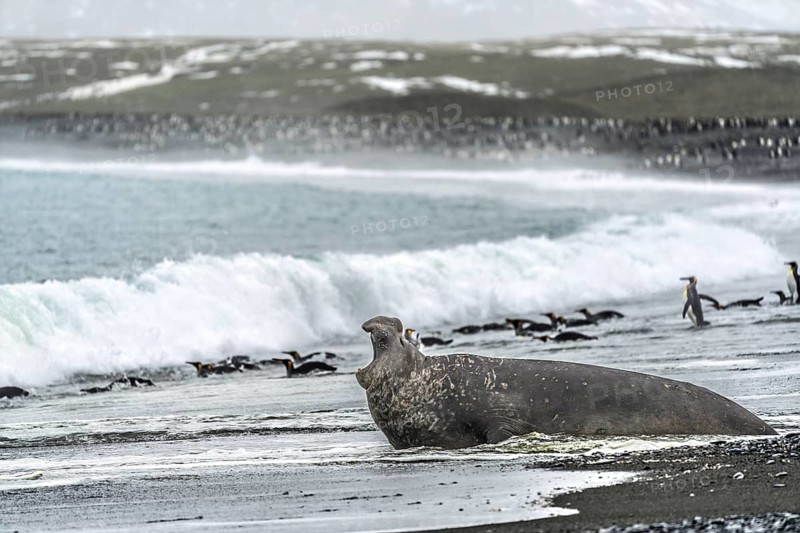 Southern elephant seal (Mirounga leonina), male, roaring in the surf with mouth open, king penguins (Aptenodytes patagonicus) swimming in the background and colony on the beach, Salisbury Plain, South Georgia