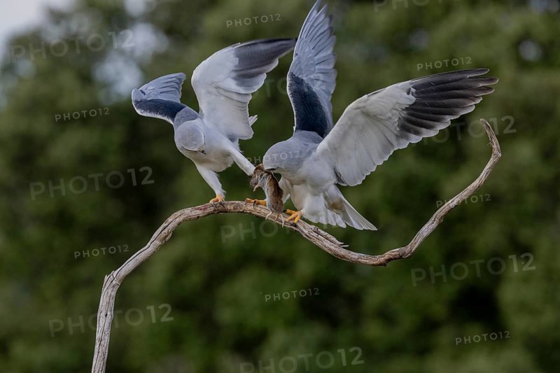 Slider (Elanus caeruleus), pair, with vole, Extremadura, Spain