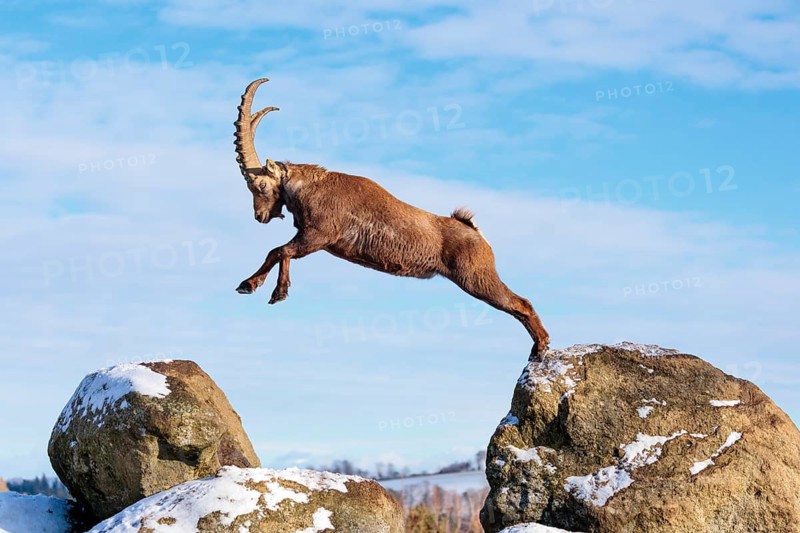 A male ibex (Capra ibex) jumps from rock to rock. Morning light against a blue sky with clouds. Carinthia, Austria