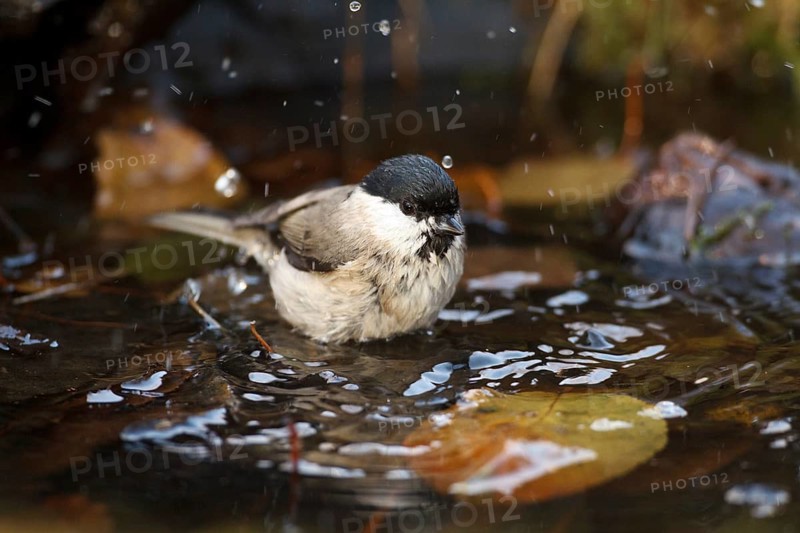 Marsh Tit (Poecile palustris) bathing, Rhineland-Palatinate, Germany