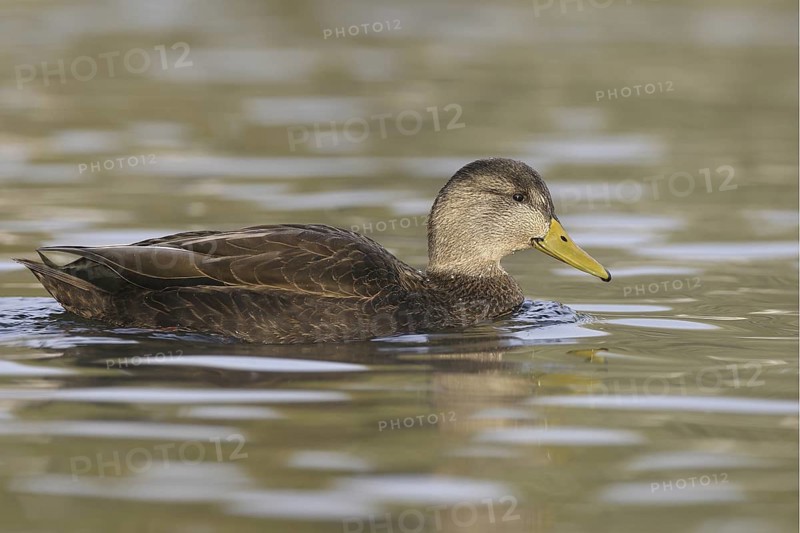 American Black Duck (Anas rubripes), Ohio, USA