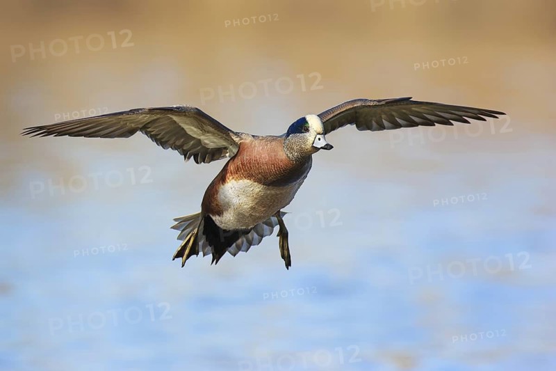 American Wigeon (Mareca americana) male flying, British Columbia, Canada