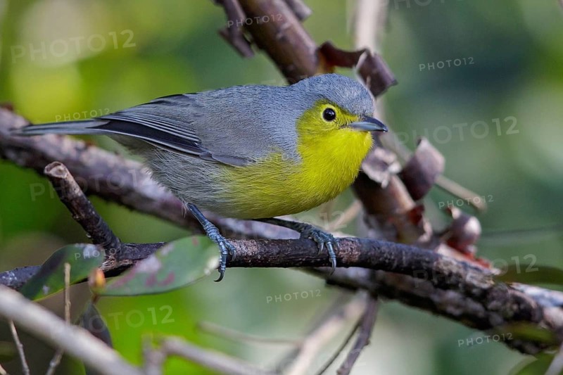 Oriente Warbler (Teretistris fornsi) perched on a branch in Cuba