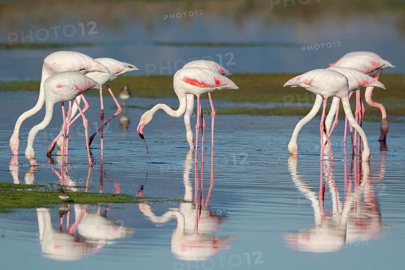 Greater Flamingo (Phoenicopterus roseus) group foraging in shallow water, Greece
