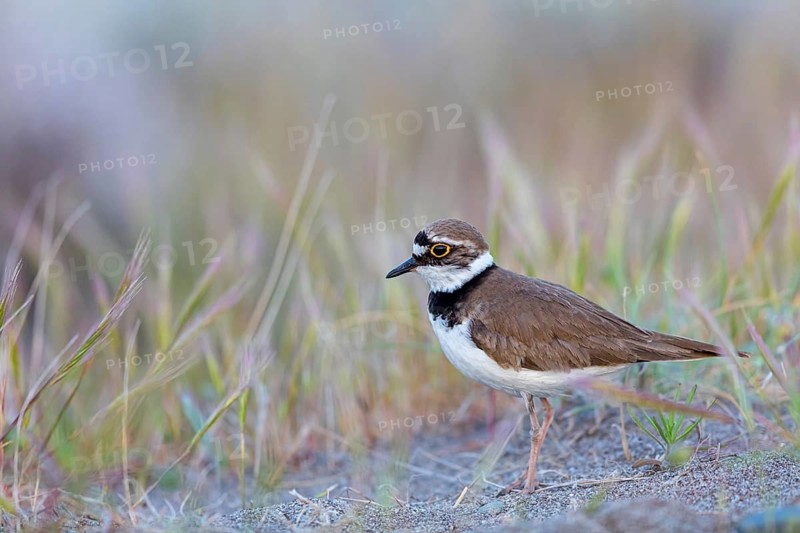 Little Ringed Plover, Little Ringed Plover, (Charadrius dubius), plover family, biotope, foraging, Lesbos, Lesbos Island, Greece