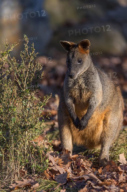 One swamp wallaby (Wallabia bicolor) next to a bush in early morning light