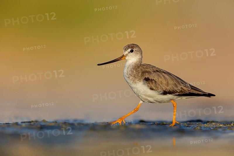 Terek sandpiper, (Xenus cinereus), animal, animals, bird, birds, snipe family, snipe, biotope, habitat, foraging Salalah, Raysut, Sohar, Oman