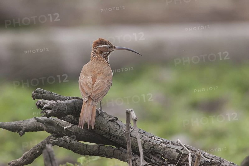 Scimitar-billed Woodcreeper (Drymornis bridgesii), Corrientes, Argentina